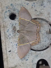 Phrygionis privignaria