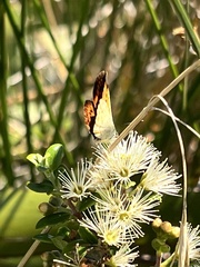 Lycaena salustius