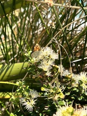 Lycaena salustius