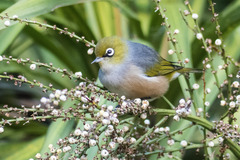 Zosterops lateralis lateralis