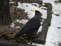 Corvus monedula