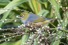 Zosterops lateralis lateralis