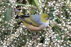 Zosterops lateralis lateralis