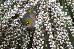Zosterops lateralis lateralis