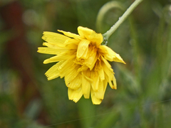 Microseris