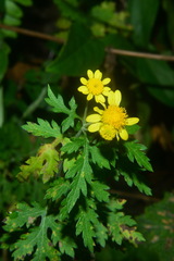 Chrysanthemum arisanense