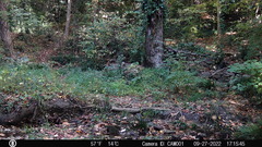 Sciurus carolinensis