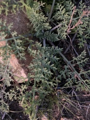 Chaenactis artemisiifolia