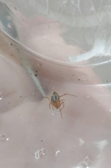 Parasteatoda