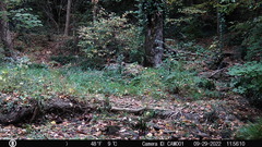 Sciurus carolinensis