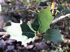 Quercus ajoensis
