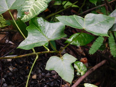 Aleurites moluccanus