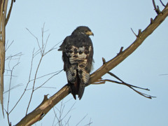 Buteo augur