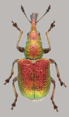 Rhynchites auratus