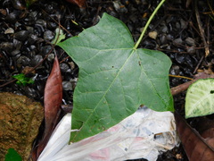 Aleurites moluccanus