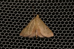 Endotricha pyrosalis