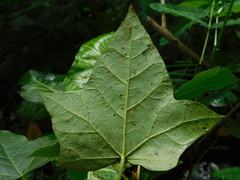 Aleurites moluccanus