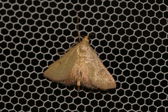 Endotricha pyrosalis