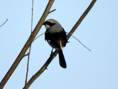 Lanius excubitoroides