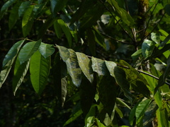 Gymnacranthera canarica