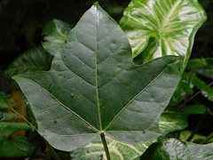 Aleurites moluccanus