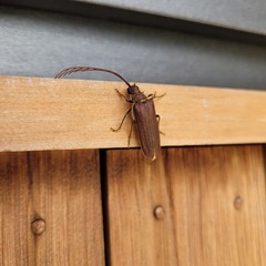 Microplophorus magellanicus