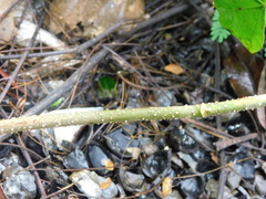 Aleurites moluccanus