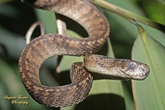 Pareas carinatus