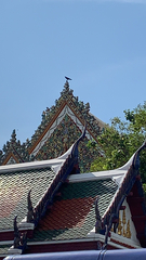 Corvus macrorhynchos levaillantii