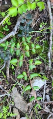 Pellaea andromedifolia pubescens