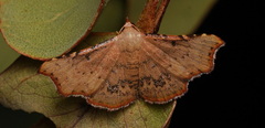 Corgatha dipyra
