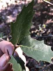 Quercus ajoensis