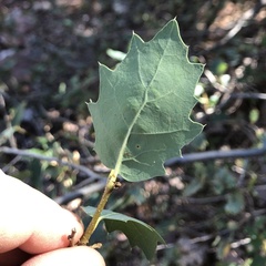 Quercus ajoensis