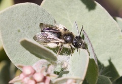Andrena principalis