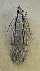 Scoparia indistinctalis