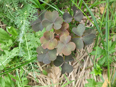 Oxalis stricta rufa