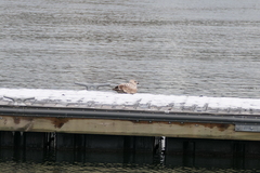 Larus marinus