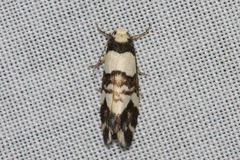 Thallarcha phalarota