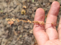 Veronica verna