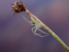 Araneus talipedatus
