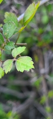 Clematis pauciflora