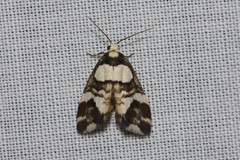 Thallarcha phalarota