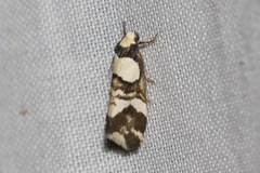 Thallarcha phalarota