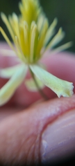 Clematis pauciflora