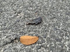 Platerodrilus ruficollis