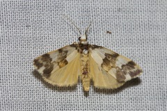 Thallarcha phalarota