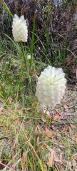 Ptilotus macrocephalus