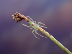 Araneus talipedatus