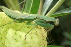 Polyspilota aeruginosa