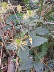 Clematis leschenaultiana